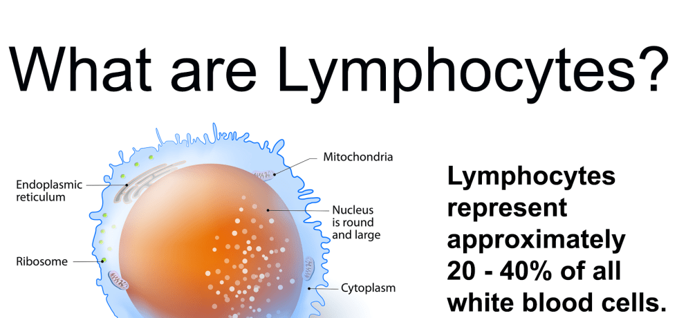 lymphocytes white blood cells leukocytes cbc blood