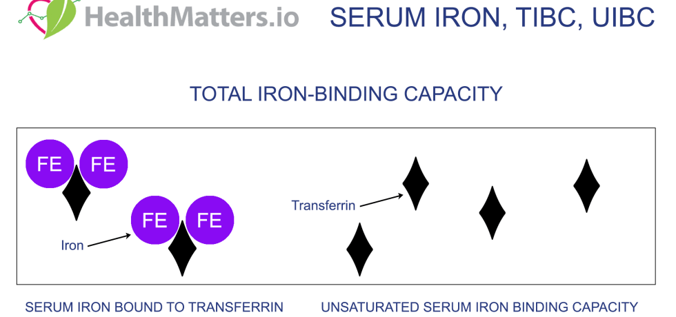 UIBC TIBC range reference range normal value blood test