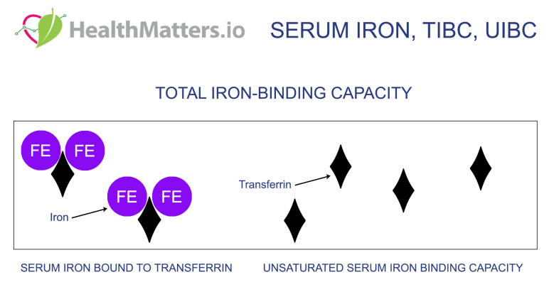 UIBC TIBC range reference range normal value blood test