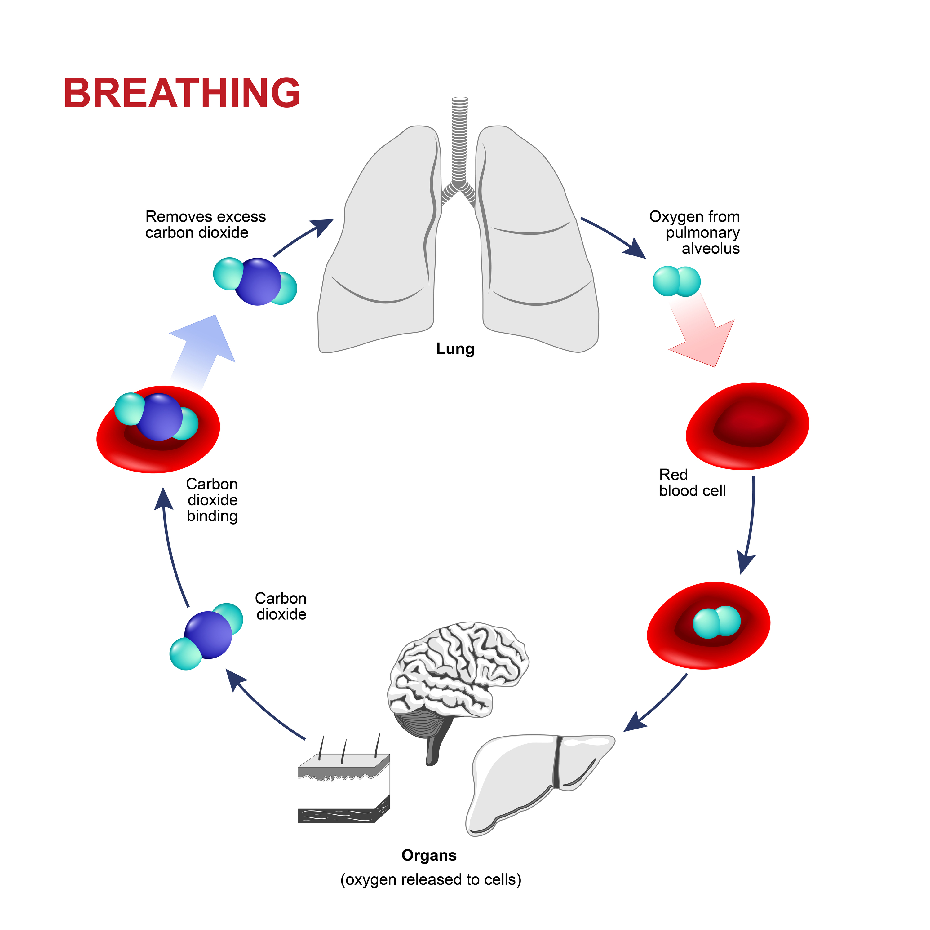 What is Hemoglobin?
