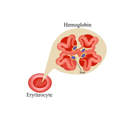 Hemoglobin within red blood cell. Erythrocyte. Hemoglobin.  Info