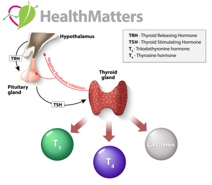 thyroid trh tsh thyroid gland pituitary gland