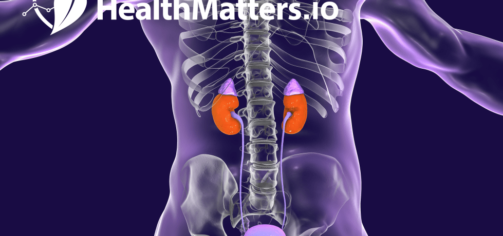 renal function test BUN creatinine uric acid healthmatters high low