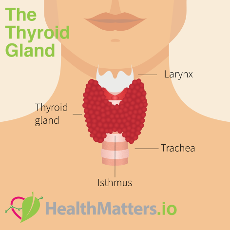 thyroid gland healthmatters trachea larynx