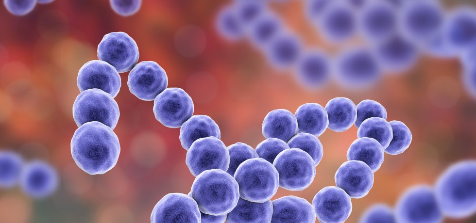 Akkermansia muciniphila meaning high low