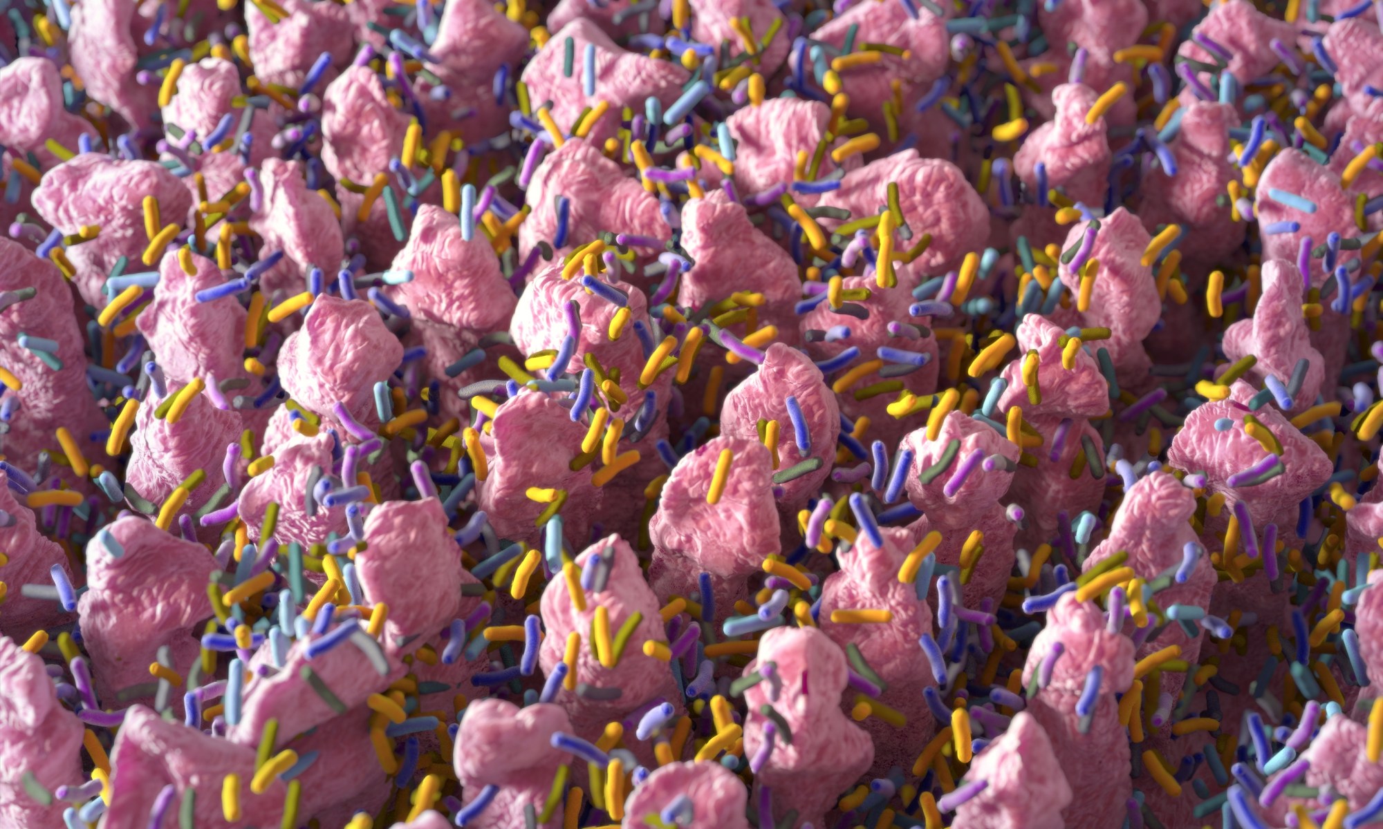 Anaerotruncus colihominis