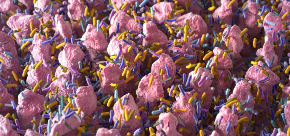 Anaerotruncus colihominis