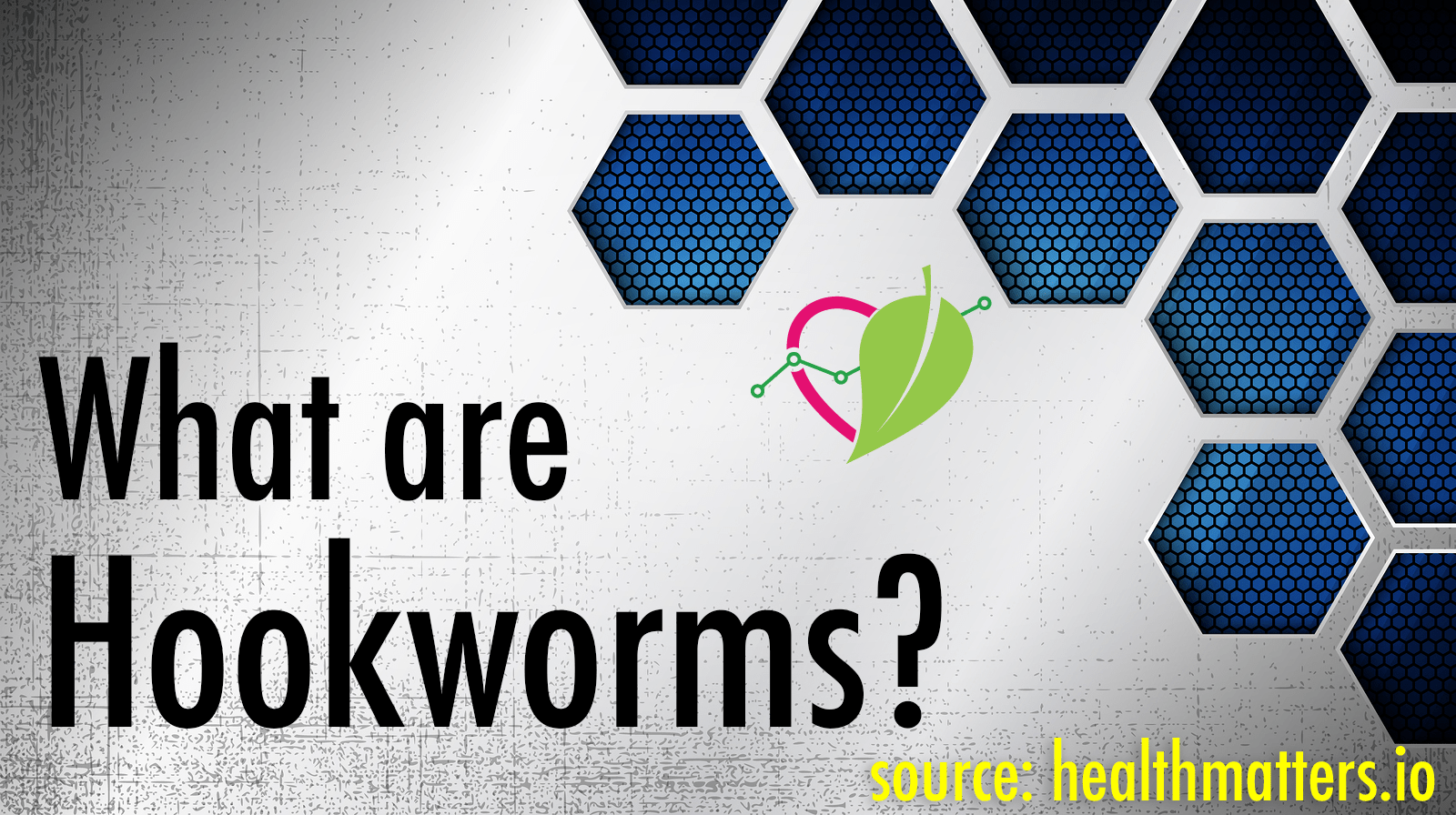 Ancylostoma duodenale hookworms