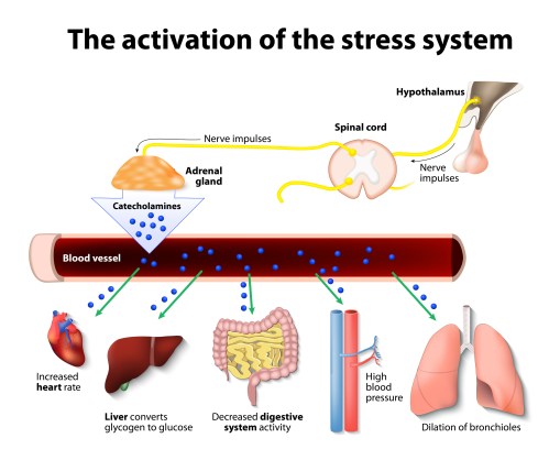 Activation-Of-The-Stress-System adrenaline.jpg