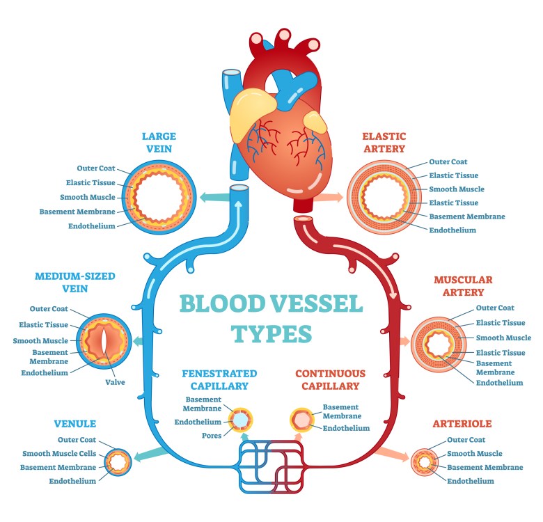 bigstock-Blood-Vessel-Types-Anatomical--229324177.jpg