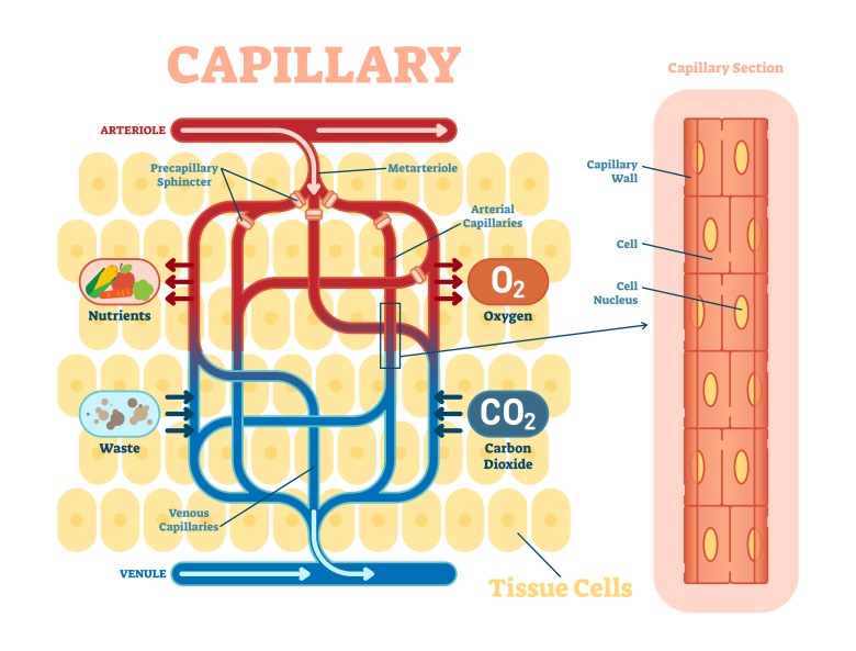 bigstock-Capillary-Schematic-Anatomica-227437273.jpg