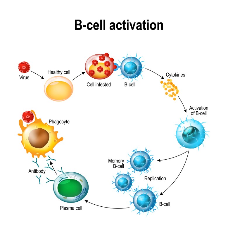 b cell activation interleukin-6 cytokine high low meaning functions