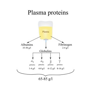 Plasma proteins. Albumin. Fibrinogen. Globulin. Infographics. Ve