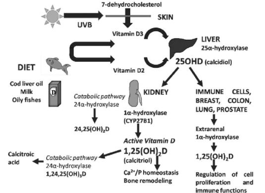 vitamin d metabolism healthmatters.io