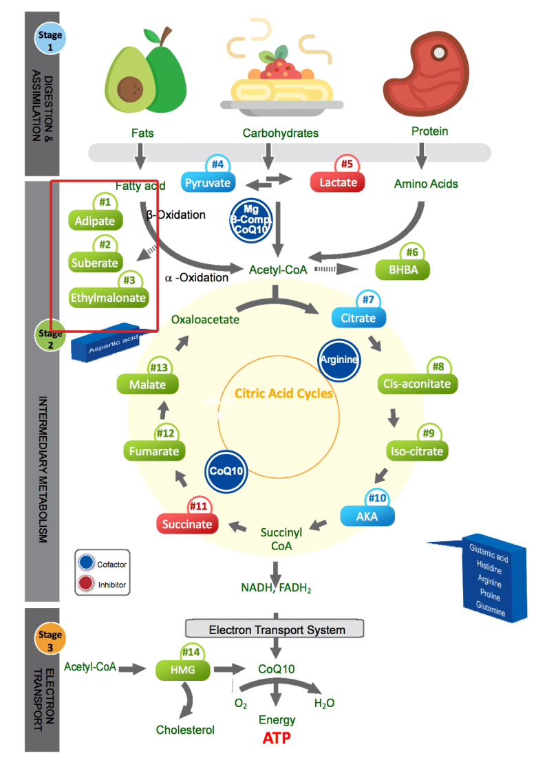 adipate high low meaning citric acid cycle genova acid test results report