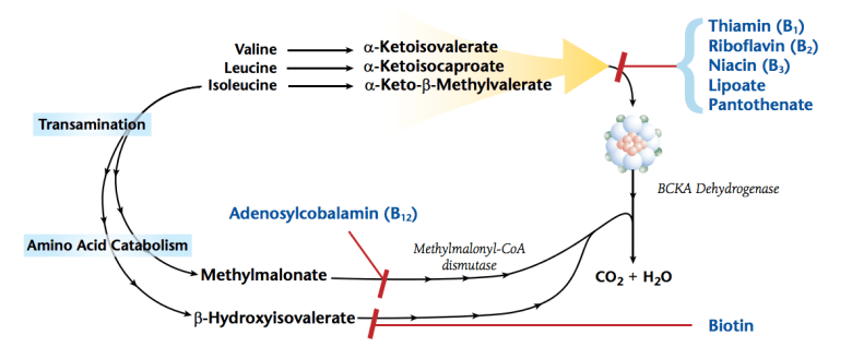 α-Ketoisovalerate α-Ketoisocaproate α-Keto-β-methylvalerate Xanthurenate β-Hydroxyisovalerate