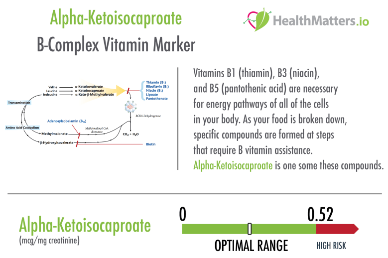 alpha-Ketoisocaproate high low meaning leucine