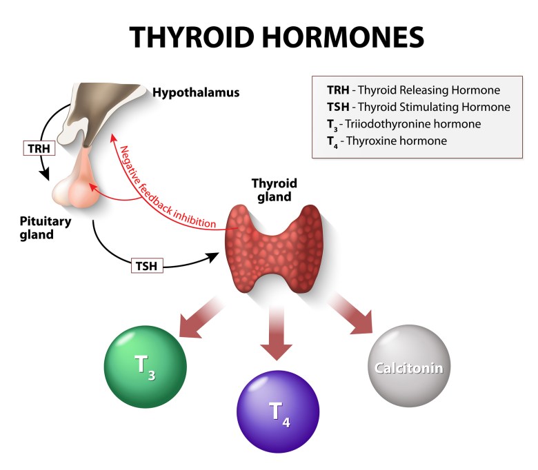 free thyroxine index high low meaning results thyroid t4 t3 free