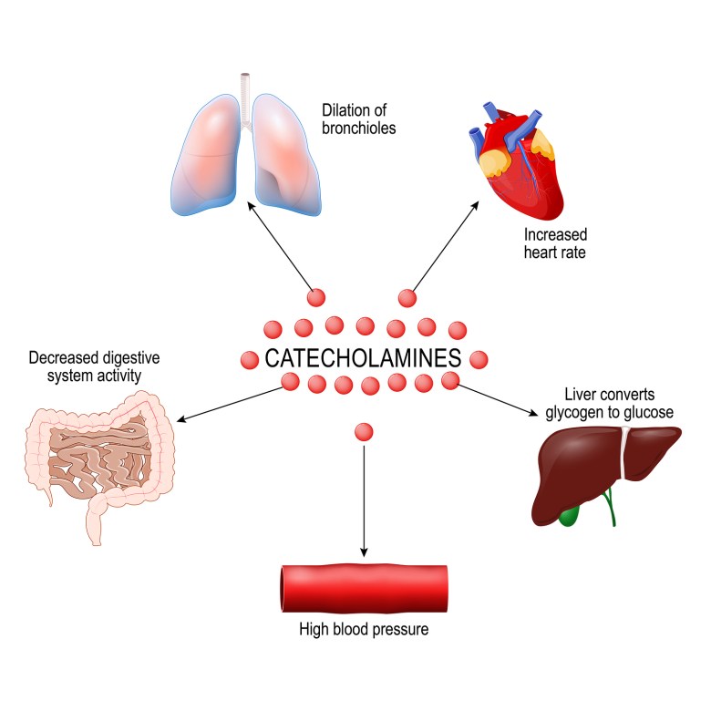 Stress Response System Activation. Catecholamine: Adrenaline, Do