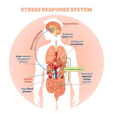 catecholamines stress level high low healthmatters