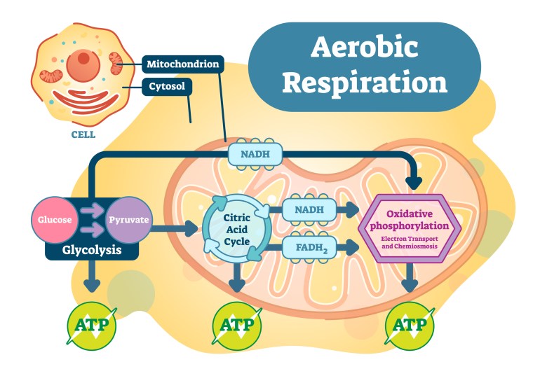Aerobic Respiration Bio Anatomical Vector Illustration Diagram,