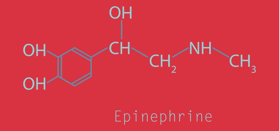 Hormone Epinephrine high low meaning