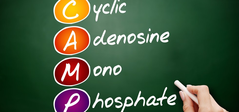 Cyclic AMP, Plasma meaning high low interpretation results report