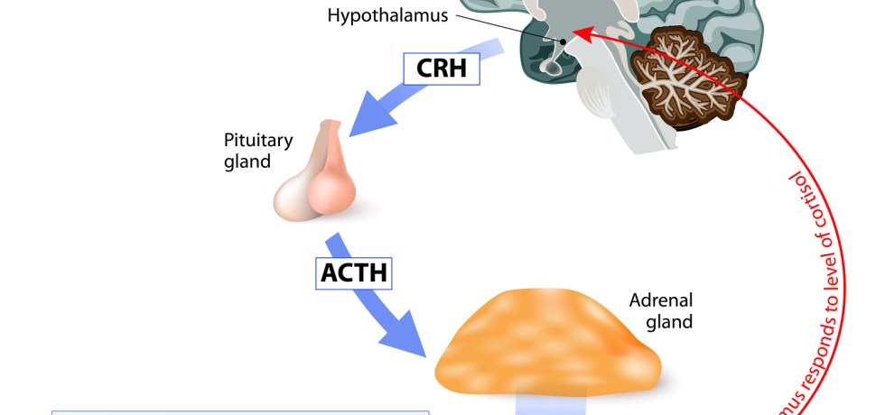 ACTH low high meaning reference ranges cortisol healthmatters.io lab results
