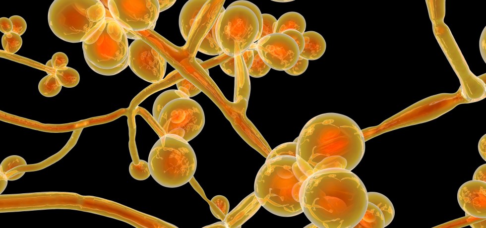 d-arabinitol candida yeast infection carbs sugars