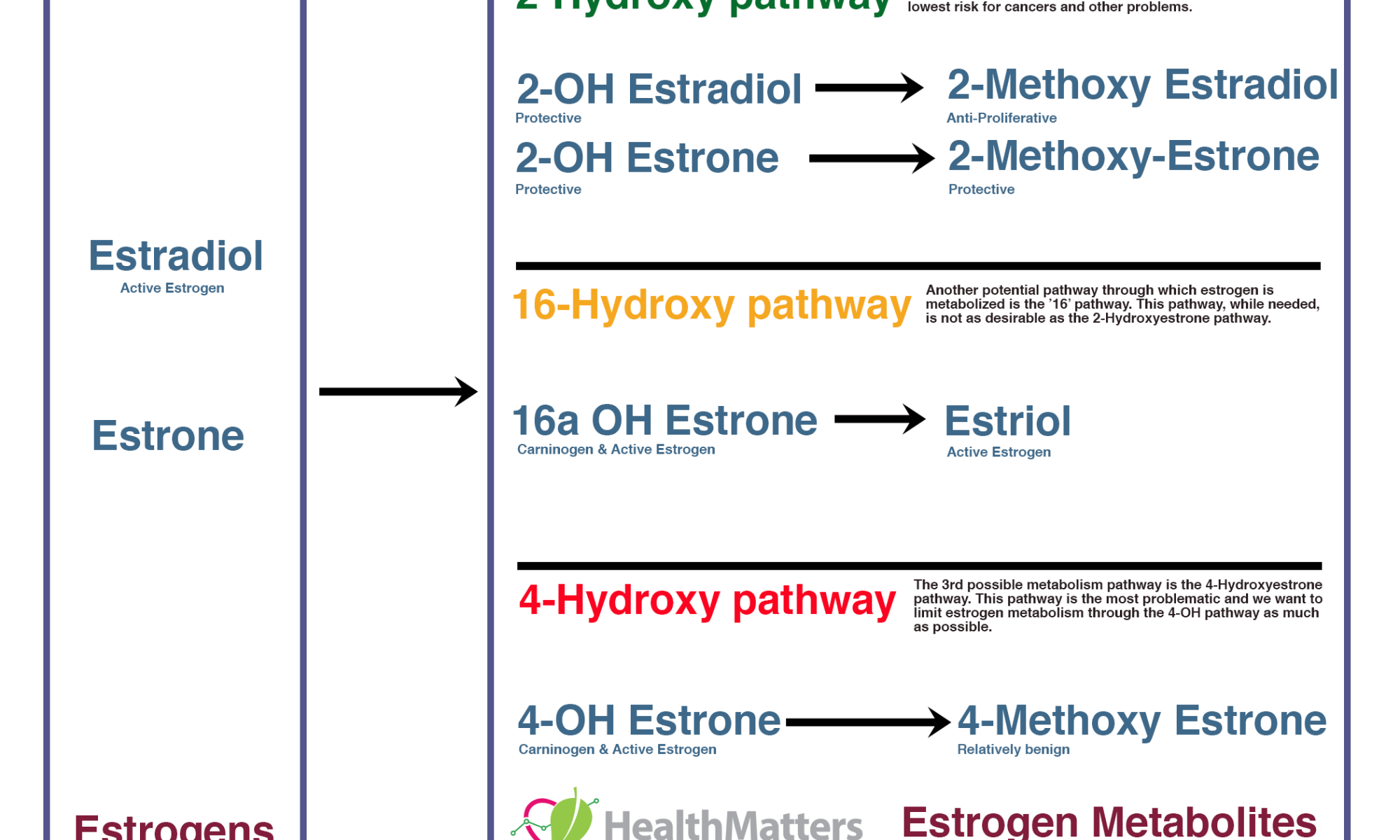 estrogen pathways estradiol estrone