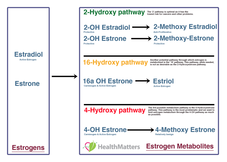 estrogen pathways estradiol estrone