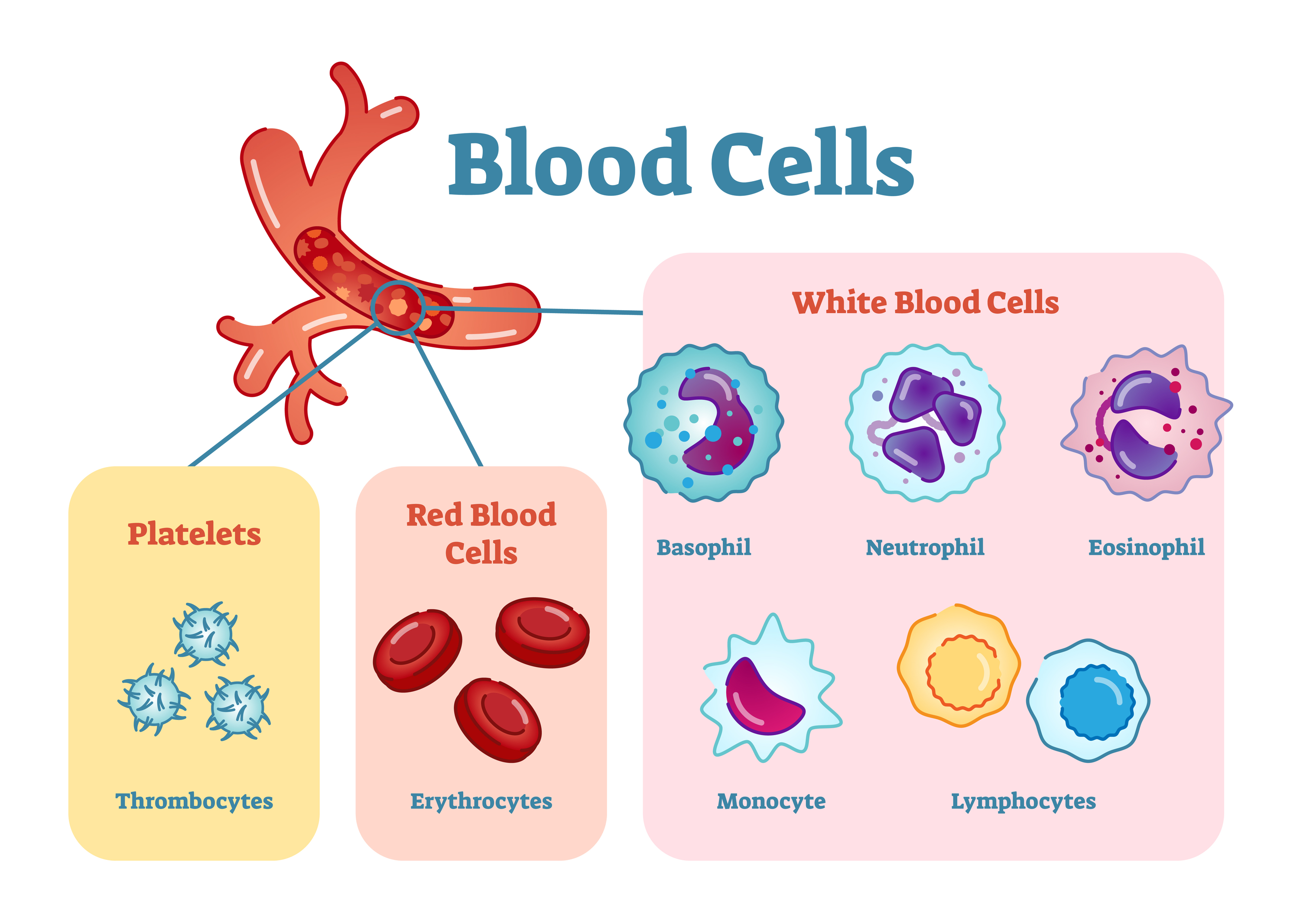 What are Polymorphonuclear Granulocytes? Definition+List