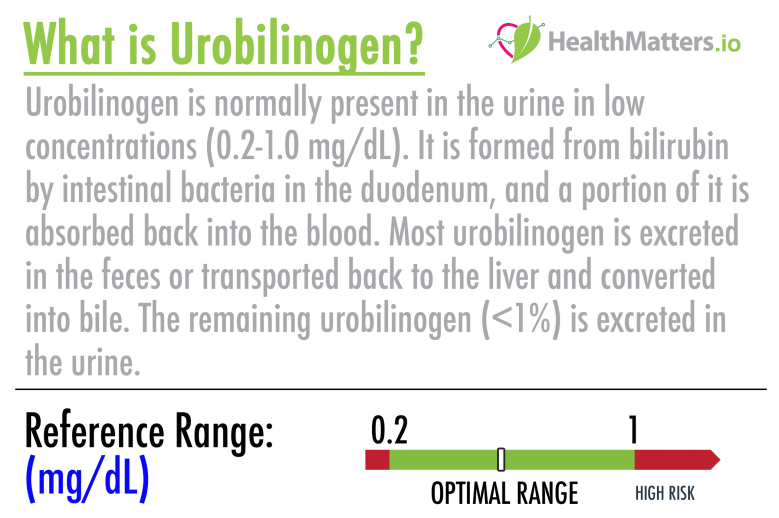 urobilinogen meaning high low bilirubin