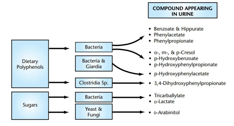 benzoate hippurate.png