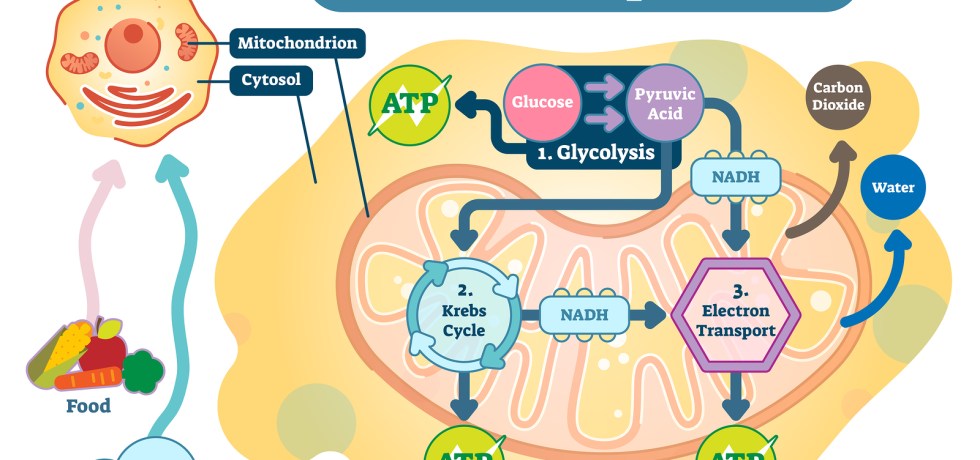 malate malic acid krebs cycle meaning high low treatment q10 coenzyme healthmatters.io