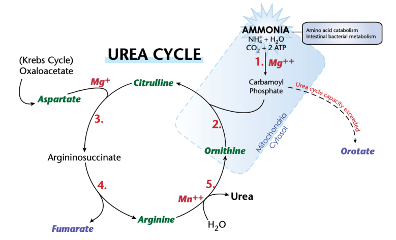 arginine high low meaning treatment