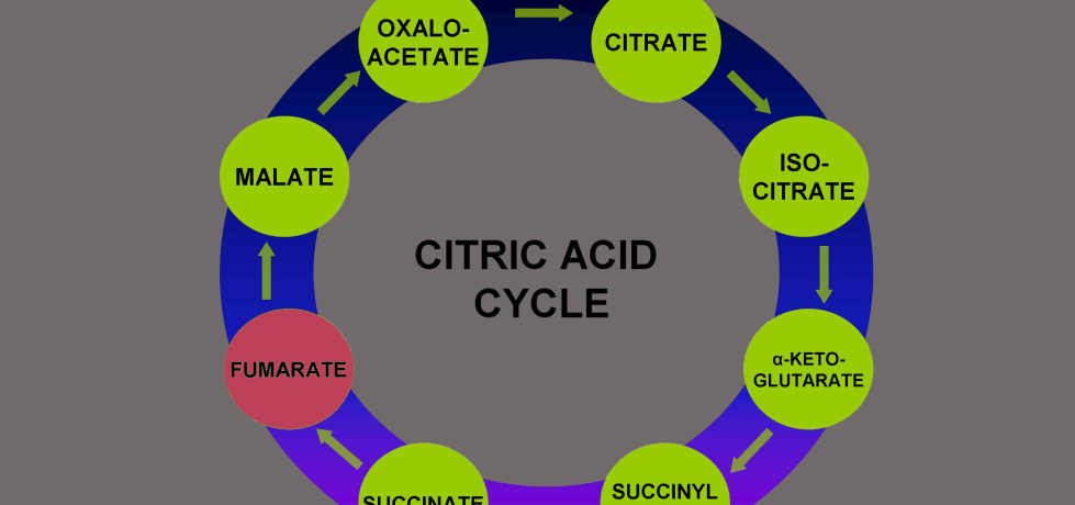 citric acid cycle fumarate high low treatment meaning