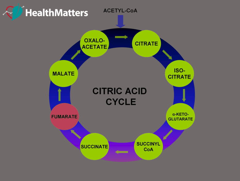 citric acid cycle fumarate high low treatment meaning