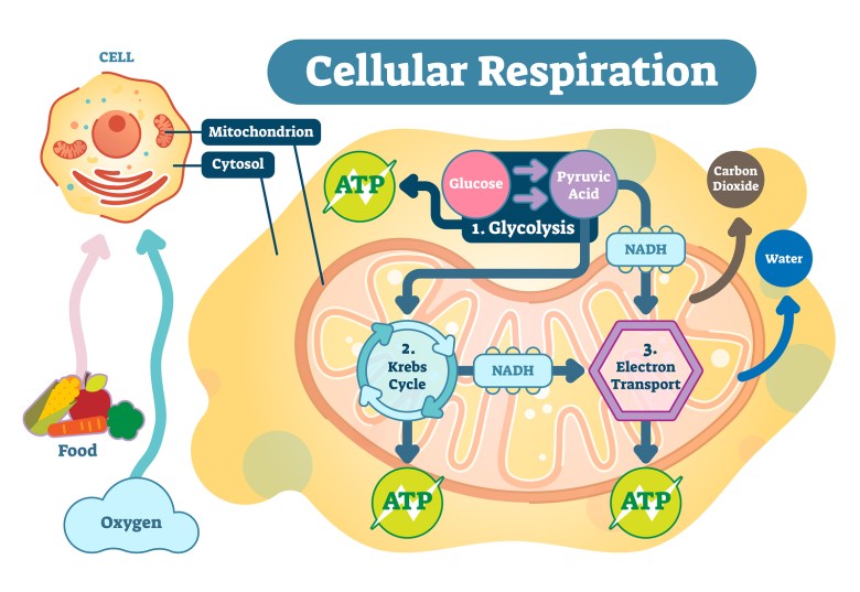 citric acid krebs cycle.jpg