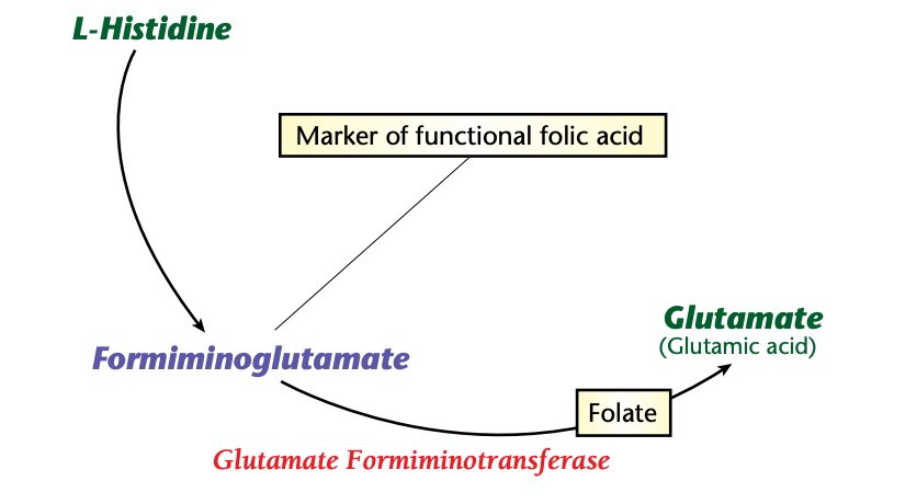 Formiminoglutamate high low meaning folic acid treatment genova healthmatters