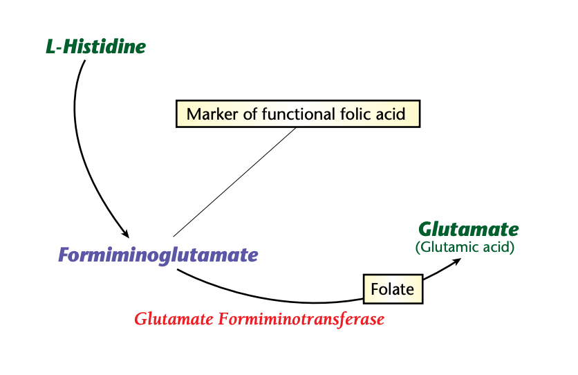 Formiminoglutamate high low meaning folic acid treatment genova healthmatters