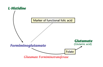 Formiminoglutamate high low meaning folic acid treatment genova healthmatters
