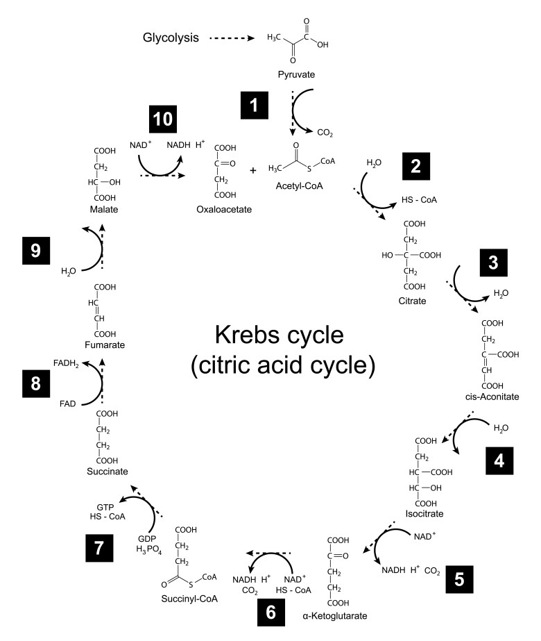 Illustration Of Krebs Cycle - Tricarboxylic Acid (citric) Cycle