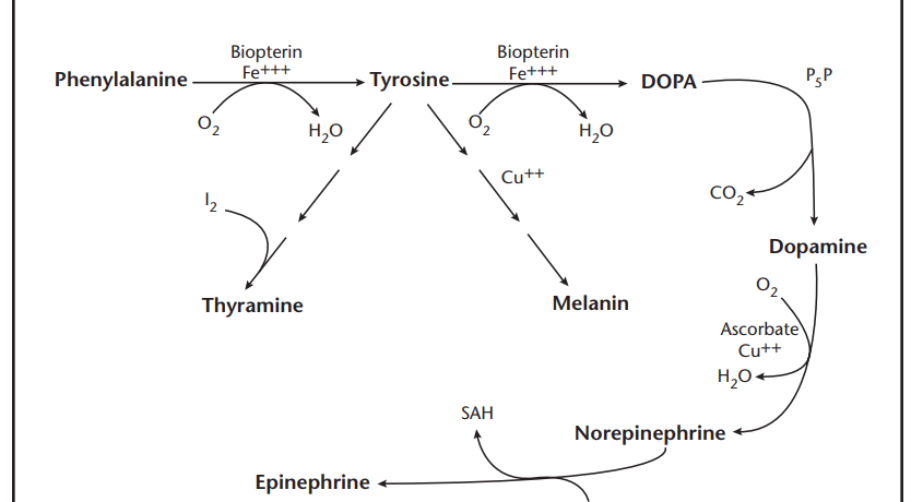 tyrosine high low meaning treatment genova