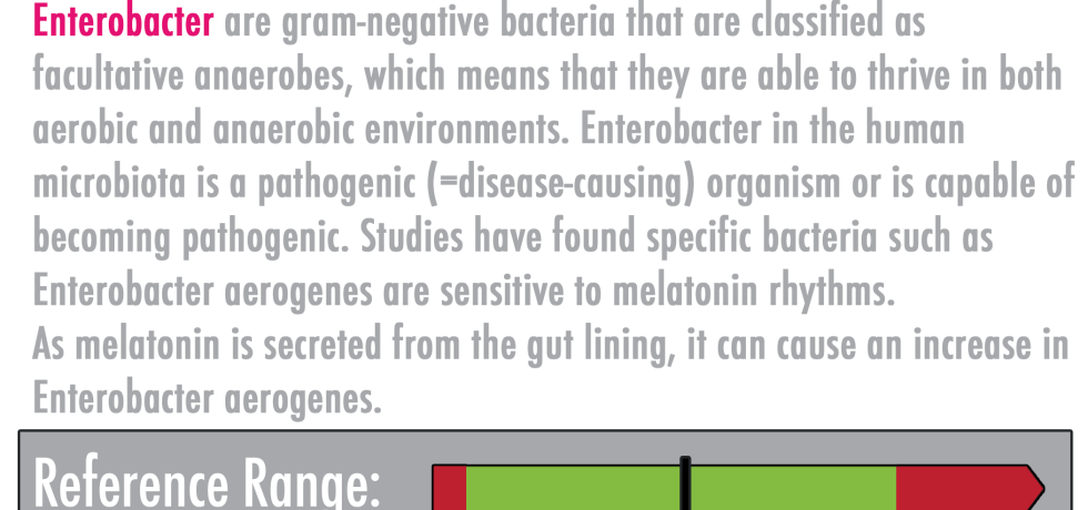What is Enterobacter spp.? gut ubiome microbiome
