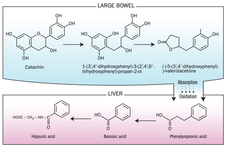 hippurate high low meaning.png