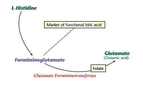 histidine high low meaning treatment interpretation interpretive genova urine test healthmatters