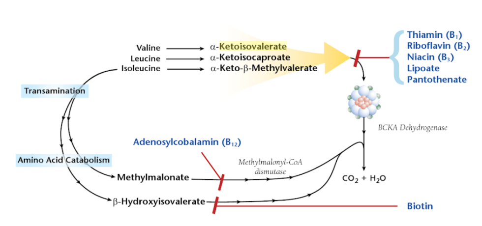 Alpha-Ketoisovalerate acid high low meaning treatment interpretation organic acid