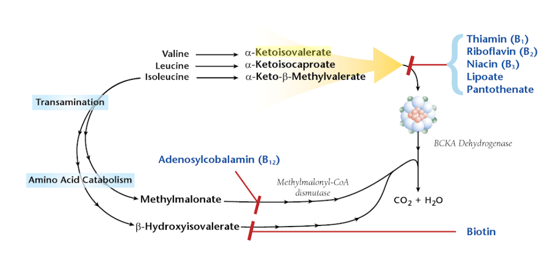 Alpha-Ketoisovalerate acid high low meaning treatment interpretation organic acid