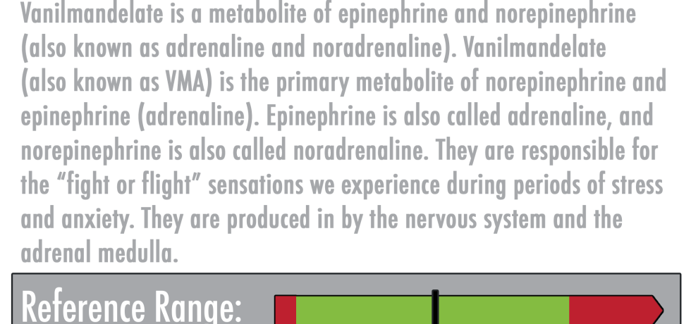 vanilmandelate high low meaning hva vma metabolite epinephrine norepinephrine adrenaline noradrenaline dutch dried urine functional